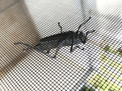 Taeniopoda citricornis