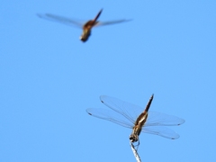 Tramea darwini
