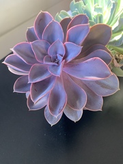 Echeveria gibbiflora × potosina