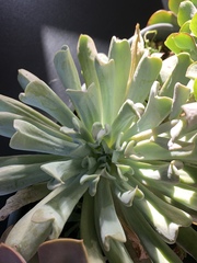 Echeveria runyonii