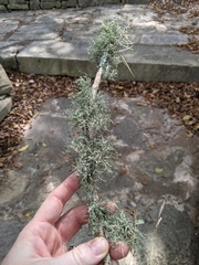 Ramalina stenospora