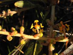 Byrsonima verbascifolia