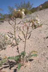 Chylismia claviformis claviformis
