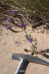 Phacelia crenulata crenulata