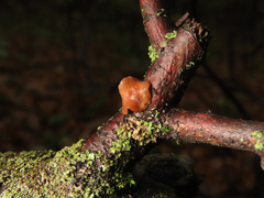 Encoelia tiliacea