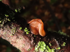 Encoelia tiliacea