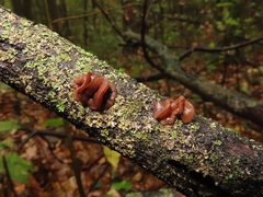 Encoelia tiliacea
