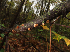 Encoelia tiliacea