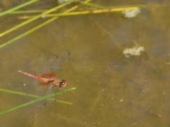 Erythrodiplax famula