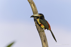 Collared Aracari photo 4