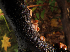 Encoelia tiliacea