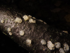 Tremella globispora