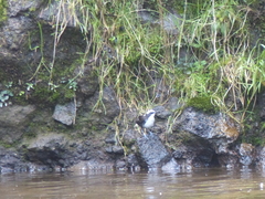 Cinclus leucocephalus