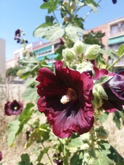 Alcea rosea