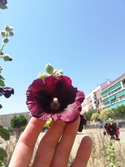 Alcea rosea
