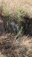 Salpinctes obsoletus