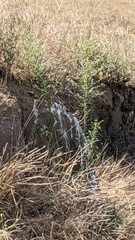 Salpinctes obsoletus