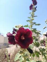 Alcea rosea