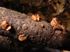 Encoelia tiliacea