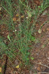 Artemisia campestris
