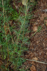 Artemisia campestris