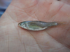 Cyprinella lutrensis