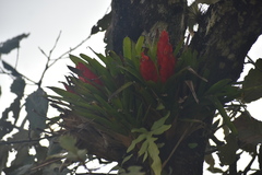 Tillandsia multicaulis