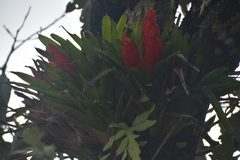 Tillandsia multicaulis
