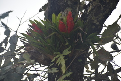 Tillandsia multicaulis