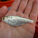 American Gizzard Shad - Photo (c) Fishes of Texas team, some rights reserved (CC BY-SA), uploaded by Fishes of Texas team