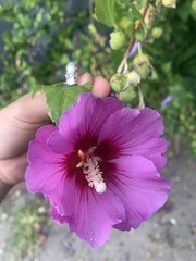 Hibiscus syriacus