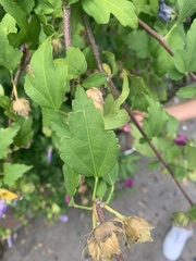 Hibiscus syriacus