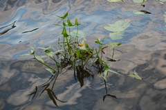 Sagittaria sagittifolia
