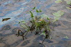 Sagittaria sagittifolia