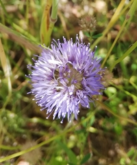 Jasione montana