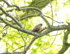 Platycercus elegans elegans