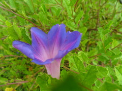 Ipomoea stans