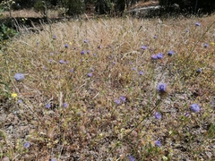 Jasione montana