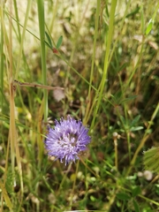 Jasione montana