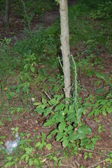 Epipactis helleborine