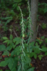 Epipactis helleborine