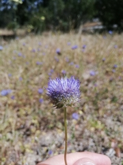 Jasione montana
