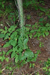 Epipactis helleborine
