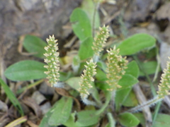 Plantago myosuros