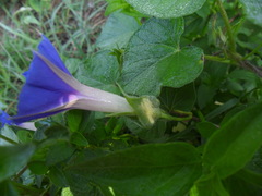 Ipomoea stans