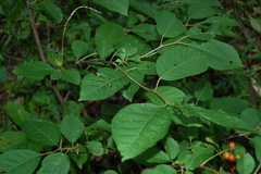 Prunus virginiana