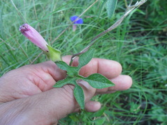 Ipomoea stans