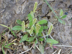 Plantago myosuros