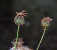 Centaurea scabiosa