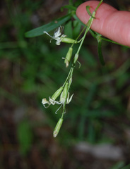 Silene tatarica